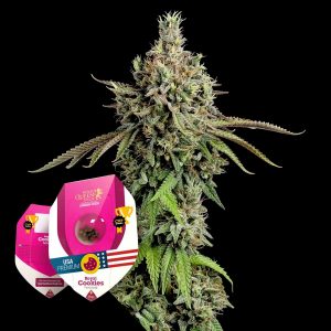 Royal Queen Seeds Royal Cookies