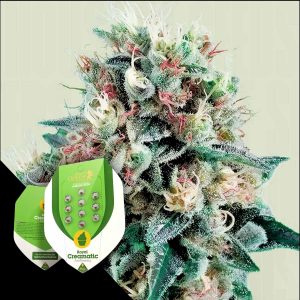 Royal Creamatic Royal Queen Seeds