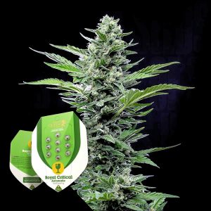 Royal Critical Auto Royal Queen Seeds