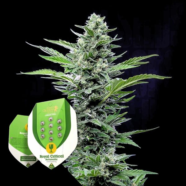 Royal Queen Seeds Royal Critical Auto