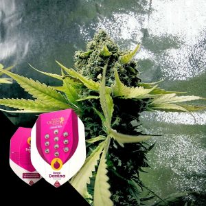 Royal Domina Royal Queen Seeds