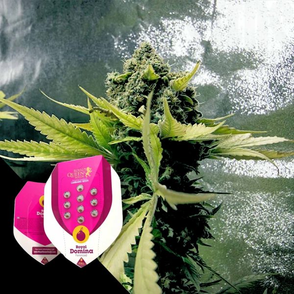 Royal Queen Seeds Royal Domina