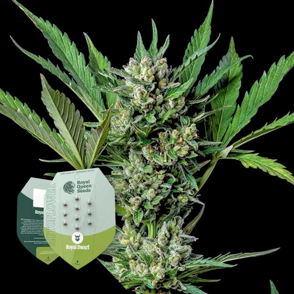 Royal Queen Seeds Royal Dwarf