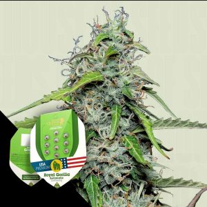 Royal Gorilla Auto Royal Queen Seeds