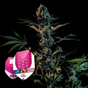 Royal Queen Seeds Royal Gorilla