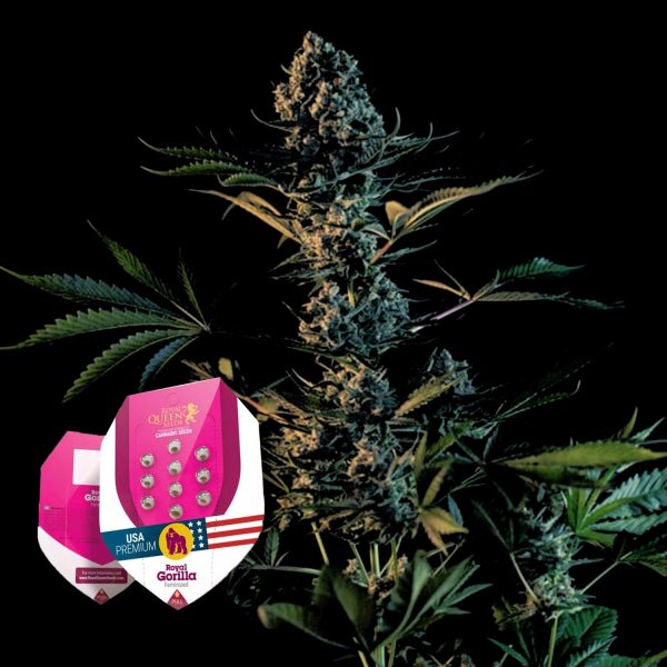 Royal Queen Seeds Royal Gorilla