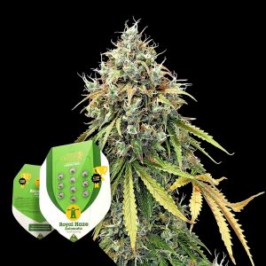 Royal Haze Autom Royal Queen Seeds