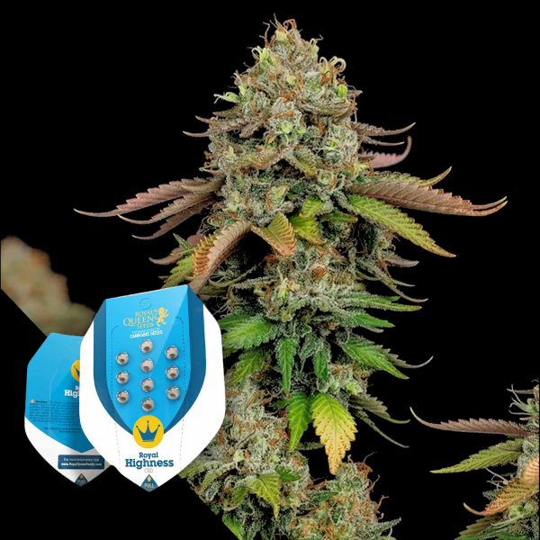 Royal Queen Seeds Royal Highness