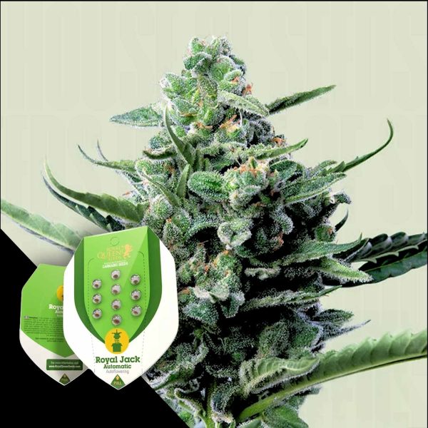 Royal Queen Seeds Royal Jack Auto