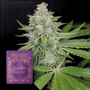 Royal Jack Skunk Jack Herer