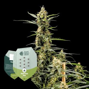 Royal Kush Automatic Royal Queen Seeds