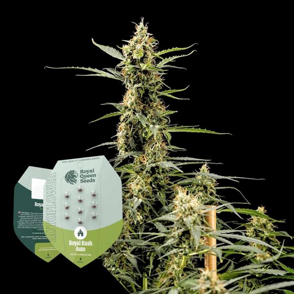 Royal Queen Seeds Royal Kush Automatic