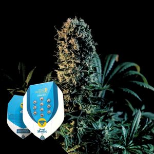 Royal Medic Royal Queen Seeds