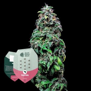 Royal Queen Seeds Royal Moby