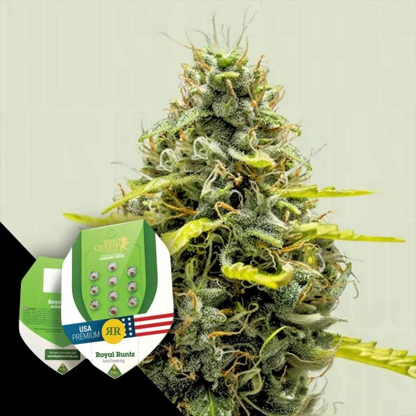 Royal Queen Seeds Royal Runtz Auto
