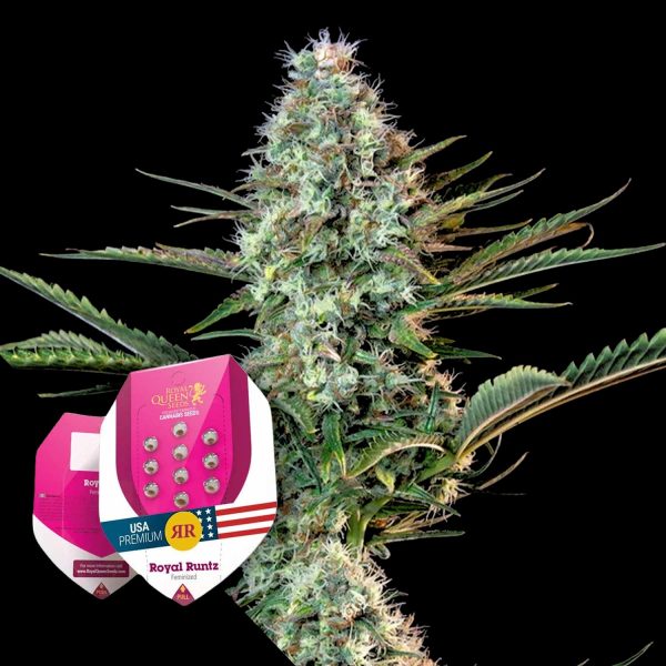 Royal Queen Seeds Royal Runtz