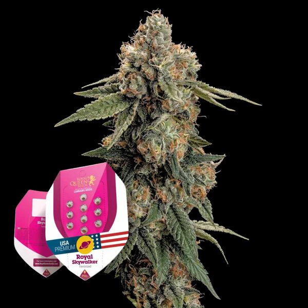 Royal Queen Seeds Royal Skywalker