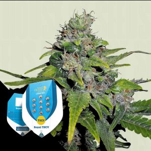 Royal Thcv Royal Queen Seeds