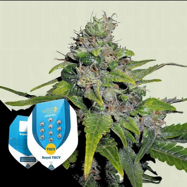 Royal Queen Seeds Royal THCV