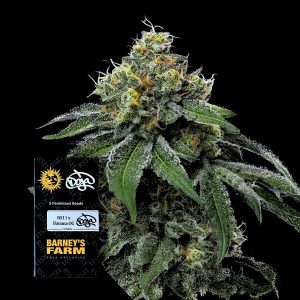 Rs11 X Banana Og Barneys Farm