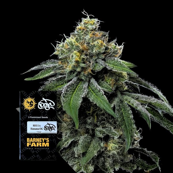 Barneys Farm RS11 x Banana OG