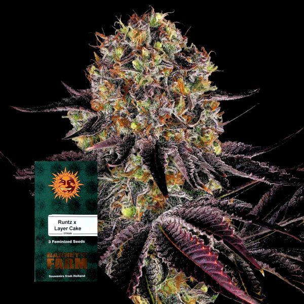 Barneys Farm Runtz x Layer Cake