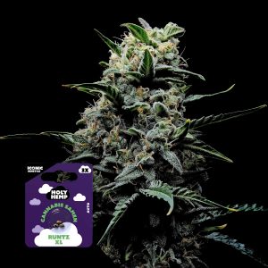 Runtz Xl Holy Hemp