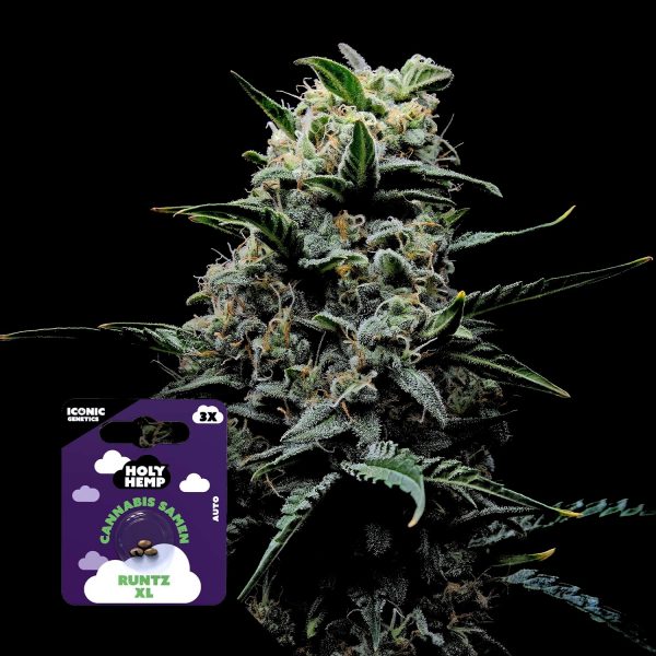 Holy Hemp Runtz XL