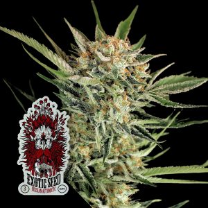 Exotic Seeds Russian Automatic