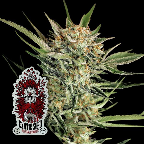Exotic Seeds Russian Automatic