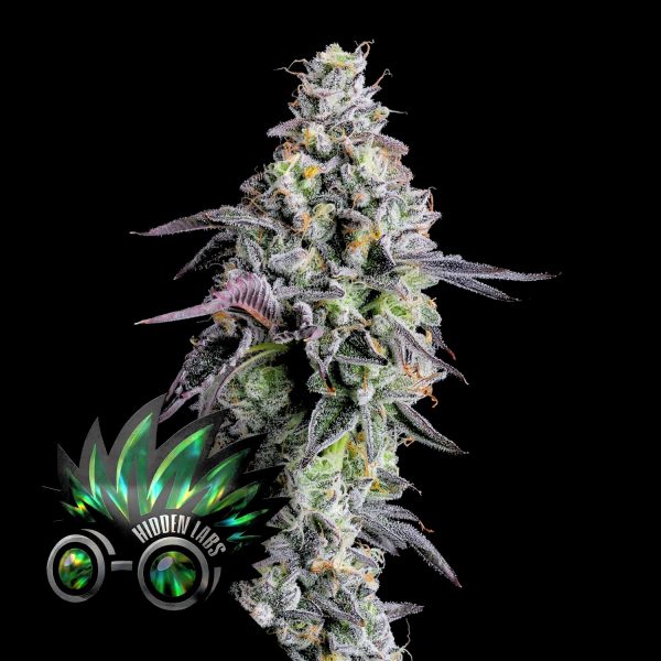 Hidden Labs Saint Mints