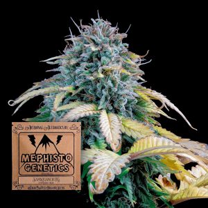 Samsquanch Og Auto Mephisto Genetics