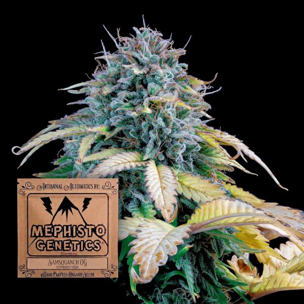 Mephisto Genetics Samsquanch OG Auto