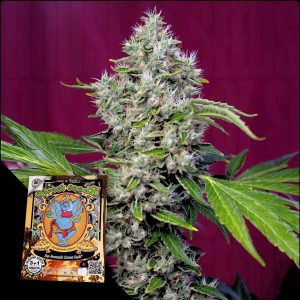 San Fernando Lemon Kush Sweet Seeds