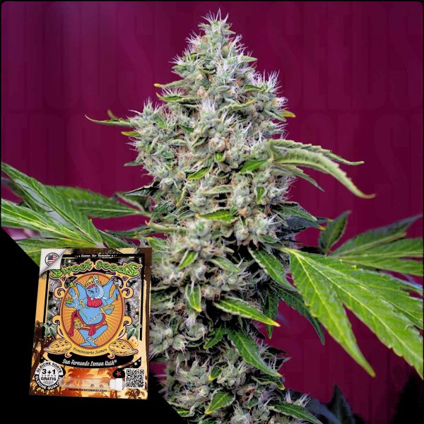 Sweet Seeds San Fernando Lemon Kush