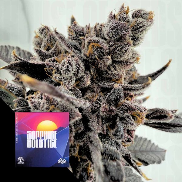 Doja Sapphire Solstice