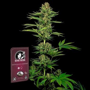 Satin Black Domina Cbd Sensi Seeds