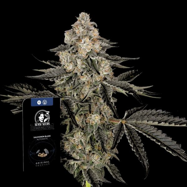 Sensi Seeds Sauvignon Blanc Auto