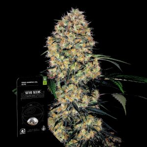 Sensi Amnesia Auto Sensi Seeds
