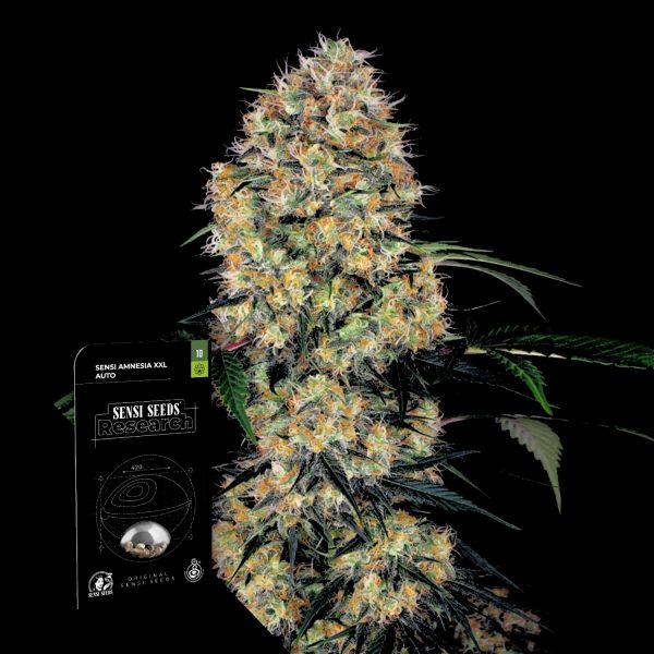 Sensi Seeds Sensi Amnesia Auto