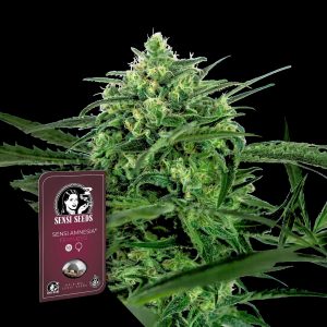 Sensi Amnesia Sensi Seeds
