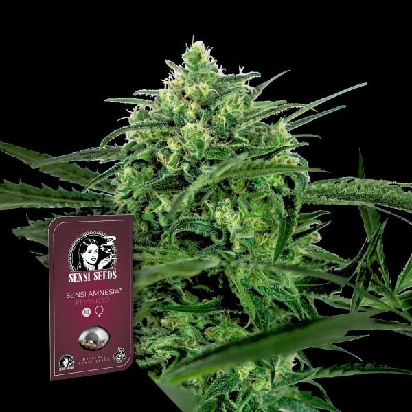 Sensi Seeds Sensi Amnesia