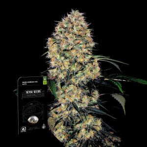 Sensi Amnesia Xxl Auto Sensi Seeds