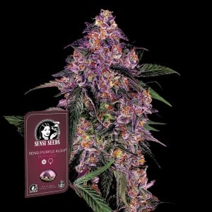 Sensi Purple Kush Sensi Seeds