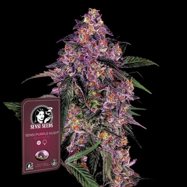 Sensi Seeds Sensi Purple Kush