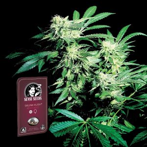 Sensi Skunk Auto Sensi Seeds