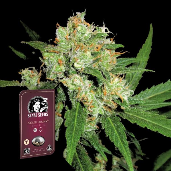 Sensi Seeds Sensi Skunk