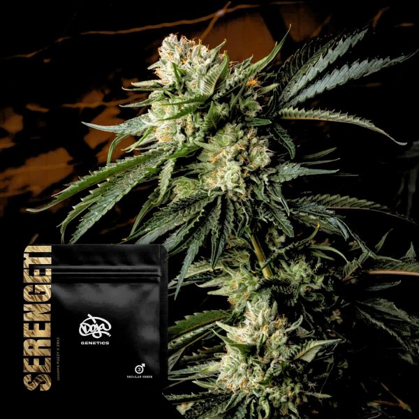 Doja Serengeti