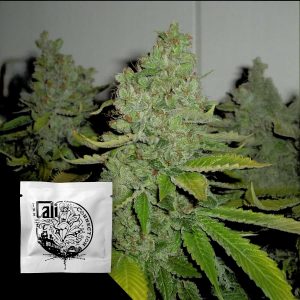 Sfv Og Kush Cali Connection