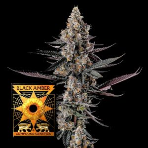 Shake Back Compound Genetics